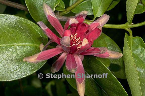 calycanthus occidentalis 3 graphic